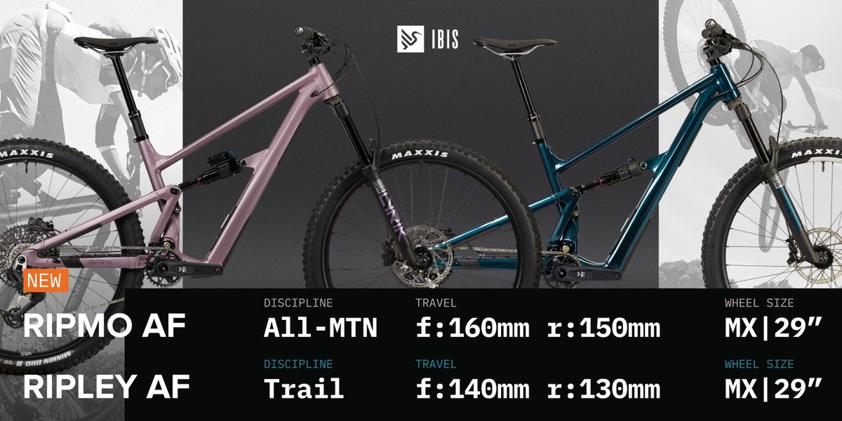 Two mountain bikes are displayed side by side below the Ibis logo against a split black and gray background, with visible text showing specifications. The left bike is a Matte Rose Ripmo AF and the right bike is Gloss Blue Ripley AF. The first line of specs is about the Ripmo AF:  “Discipline: All-mountain, Travel: 160mm front and 150mm rear, wheel size: MX or 29 inch.” The next line is about the Ripley AF: “Discipline: Trail, Travel: 140mm front and 130mm rear, wheel size: MX or 29 inch.”