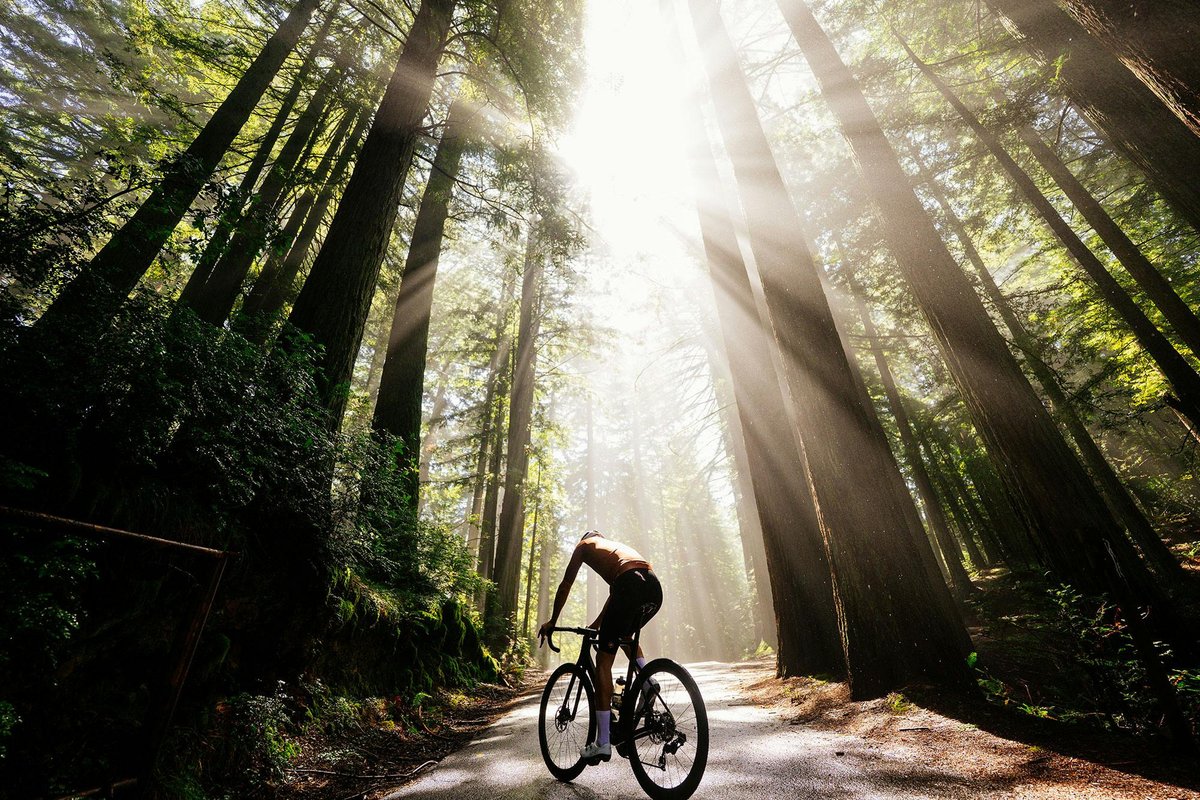 Solo road bike rider in aero position on forest road surrounded by towering redwood trees with dramatic sun rays